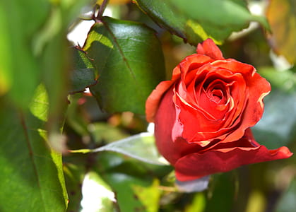 Red Petaled Rose thumbnail