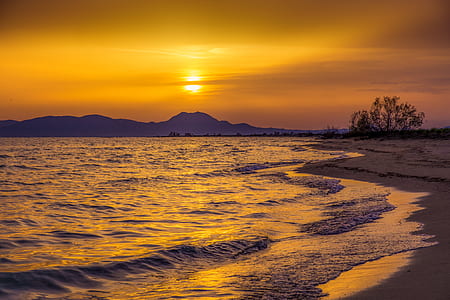silhouette photo of trees beside sea during golden hour thumbnail