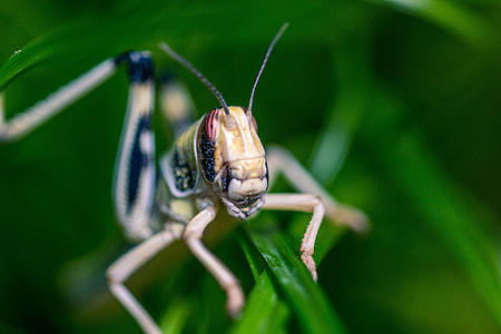 Desert Locust, Schistocerca Gregaria thumbnail