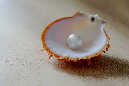 white pearl on sea shell thumbnail