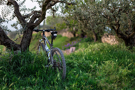 grey hardtail bicycle parked beside a tree on green grass field at daytime thumbnail