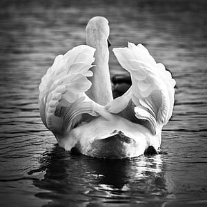 grayscale photo of swan thumbnail