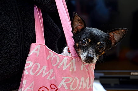 black and brown Rat terrier puppy on pink hand bag thumbnail