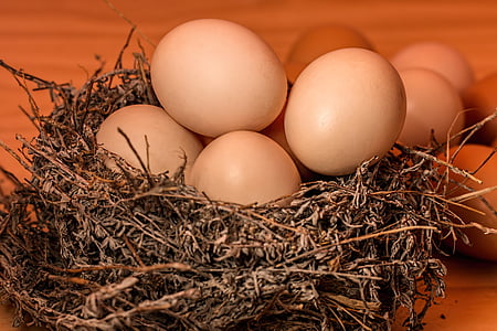 gray nest with eggs on brown wooden surface thumbnail