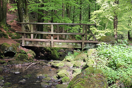 wooden bridge surrounded with trees at daytime thumbnail