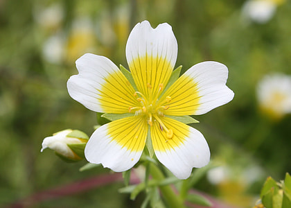 Limnanthes Douglasii thumbnail