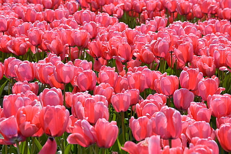 photo of red tulip flower field thumbnail