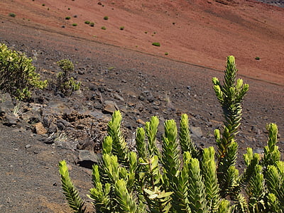 green plants on soil thumbnail