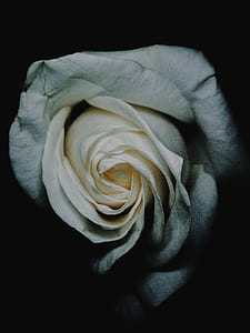close up photo of white rose flower thumbnail