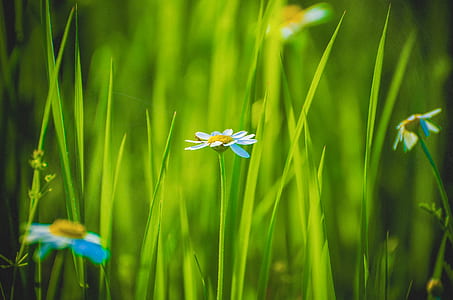 macro photography of white and blue flowers thumbnail