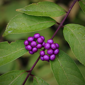 purple berries in selective focus photography thumbnail