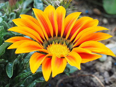 shallow focus photography of red and yellow flower thumbnail