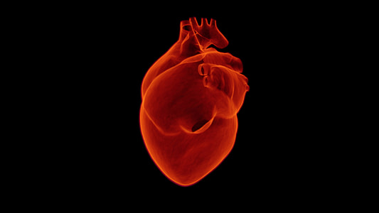 human's heart illustration thumbnail
