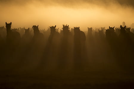 silhouette photo of horses thumbnail