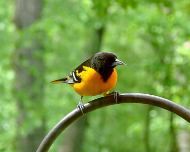 yellow and black bird on metal bar thumbnail