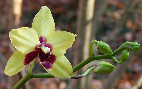 Hybrid Phalaenopsis With Buds thumbnail