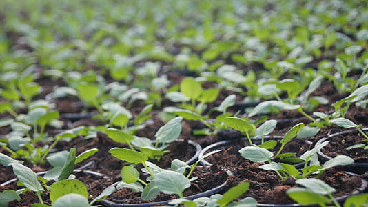 green leafed plants during daytime thumbnail