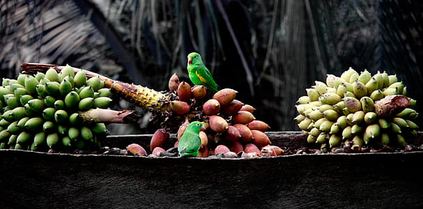 agriculture, farm, fruits, birds thumbnail