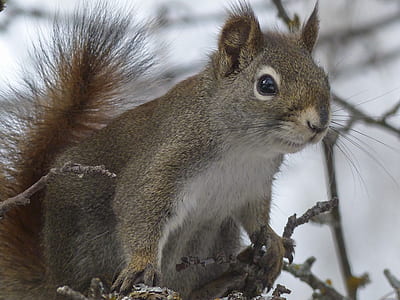 gray squirrel on brown branches thumbnail