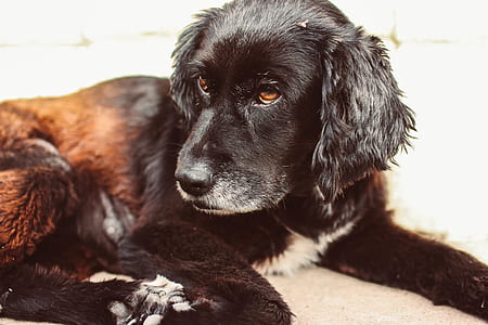 shallow focus photo of black dog thumbnail
