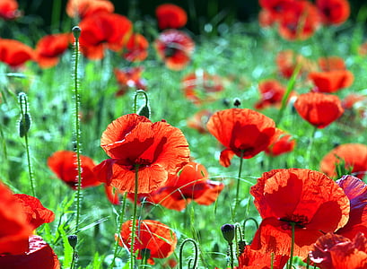 selective focus photo of red poppy flowers thumbnail