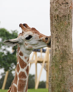 giraffe beside tree thumbnail