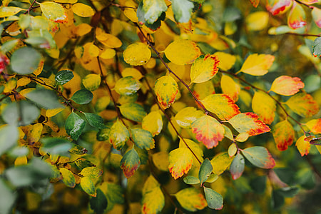 Yellow leaves thumbnail