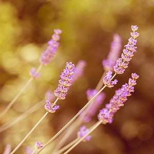 selective focus photography of pink clustered flowers thumbnail