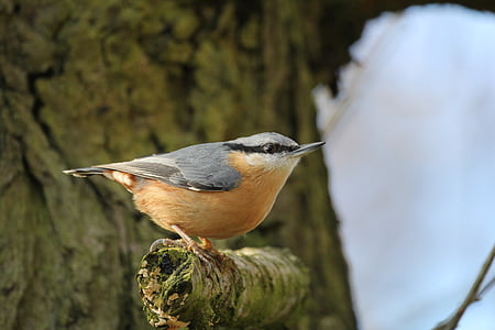 short-beak orange and gray bird thumbnail