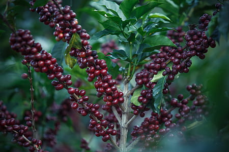 selective focus photo of fruit-bearing plant thumbnail