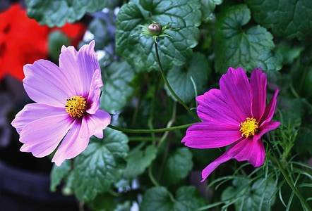 two pink and purple cosmos flowers thumbnail