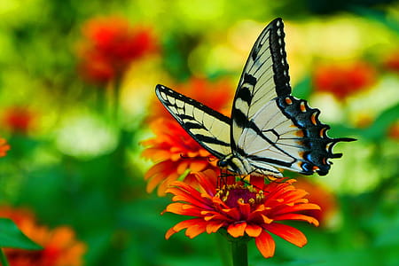 Picture of black and yellow swallowtail butterfly resting on a zinnia flower. thumbnail