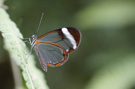 Greta Morgane Morgane, Butterfly thumbnail