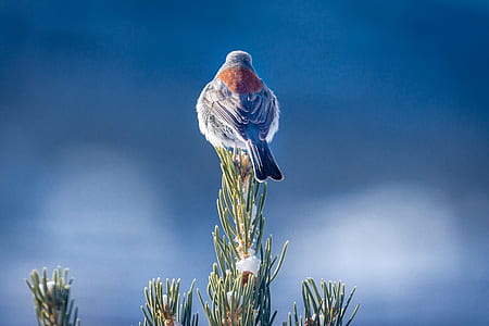 gray and brown bird perched on green plant thumbnail