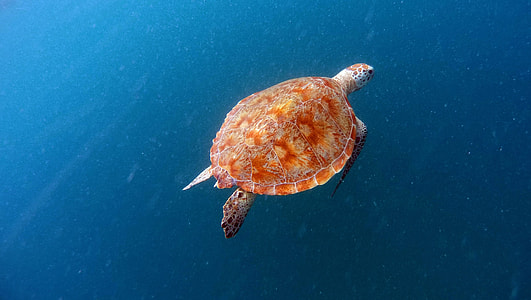 brown turtle swim under  the sea thumbnail