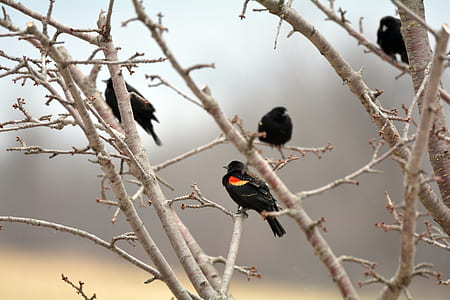 black birds on tree thumbnail