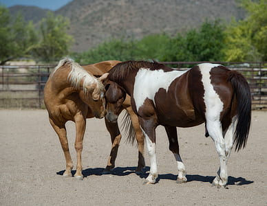 brown and black horse on field thumbnail
