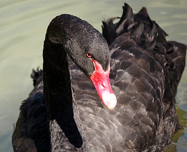 focus photo of black duck on body of water thumbnail