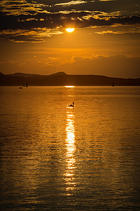 silhouette of swan on body of water during twilight thumbnail
