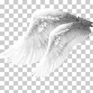 Angel wing Columbidae Bird, Angel wings material, two white feathers PNG clipart