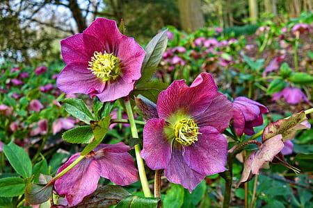 purple petaled flower during daytime thumbnail