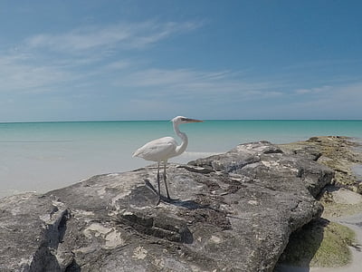white heron on gray rock thumbnail