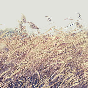 tall brown grass field during daytime thumbnail
