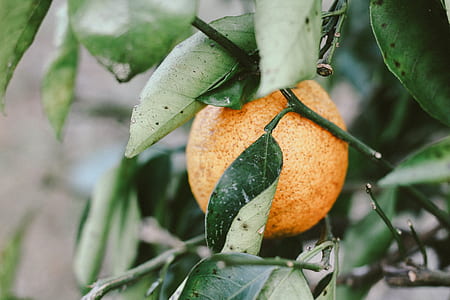 round orange fruit in selective focus photography thumbnail