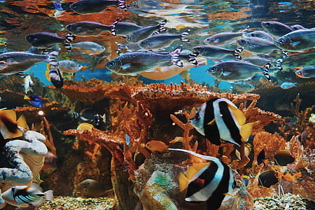 sea creatures painting thumbnail