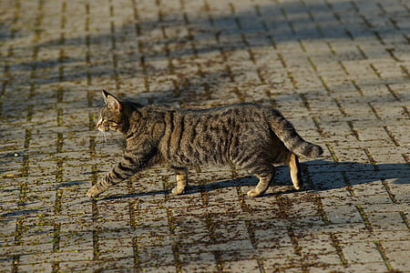 brown tabby cat walking on pavement thumbnail