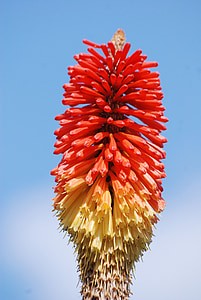 red and yellow petaled flowers under blue sky thumbnail