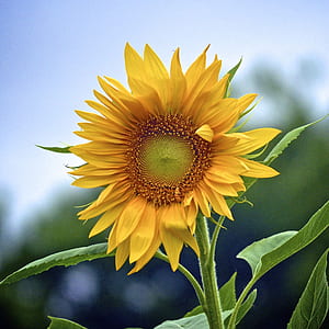 selective focus photography of yellow sunflower thumbnail