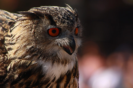 brown and black owl closeup photography thumbnail