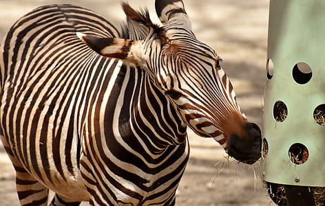 Okapi near container thumbnail